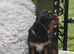 Fully Health Tested KC Cavalier King Charles Spaniel Puppies