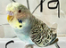 Baby Budgies available both sexes