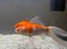 Free large goldfish