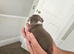 Only 1 male left Smoothcoat Chihuahua for sale