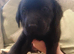 7 Beautiful Black Labrador puppies (Working Lines)