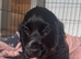 11 week old girl fully vaccinated ovo