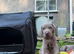 10 KC registered puppies for sale