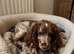 PURE English springer spaniel