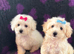 Maltipoo puppy white honey small toy puppies small dog