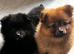 1 black girl left 9 weeks old almost