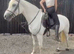 Smart 15.1h Registered Connemara Mare***