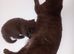 Chocolate BLH GCCF boy, Black BSH boy