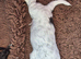Beautiful show cocker spaniels