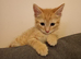 Male ginger cat