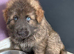 KC reg Isabella sable pups