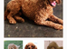 Cockapoo puppies