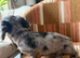 KC registered Miniature Long haired Dachshunds