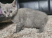 british shorthair kitten