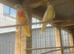 pair of lutino Turks