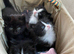 Beautiful kittens almost ready to go