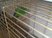 Swift parakeet