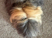 Guinea pig Alpaca boar 6 mths old