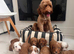 Absolutely stunning Australian Labradoodle Girl Puppy