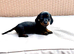 READY NOW cuddly miniature Dachshunds ️