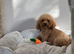 Toy poodle the perfect companion