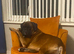 Beautiful boxer babies ready soon