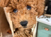 MALTIPOO RED
