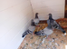 Racing pigeons x4