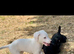 Top bred beddy whip grey dog pup travelled 10 hours for him
