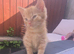 5 Male Kittens Lokking for a New Home