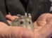 Russian dwarf hamsters