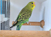 Young budgies