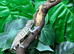 Red Bar Female Panther Chameleon at Birmingham Reptiles