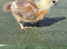 splash & partridge silkie chicks