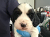 Cocker Spaniel Puppies