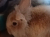 MINI LION LOP RABBITS