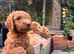 Australian labradoodles