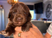 Kc registered Newfoundland puppies