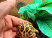 Indian star tortoise cb25