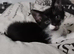 Kittens for sale