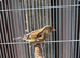 Goldfinch mule