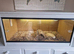 Hermann tortoise and full set up