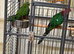 Australian King-Parrot