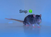 Beautiful mixed gender baby rats