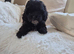 Shih poo puppies ready to leave