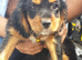 10 cocker spaniel mix patterdale