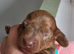 Boy miniature Dachshunds