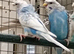 Helicopter budgies for sale