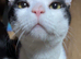 Male Cats For Sale