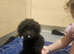 4 month cockapoo